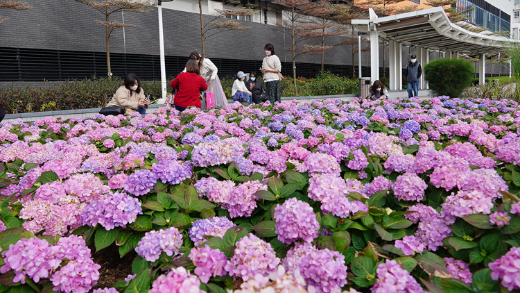  圖集｜春分過後繡球花展新姿 石門河濱花園變「小桃源」