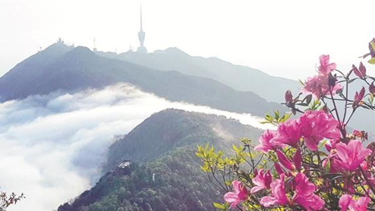 深圳發布2023年第1號林長令