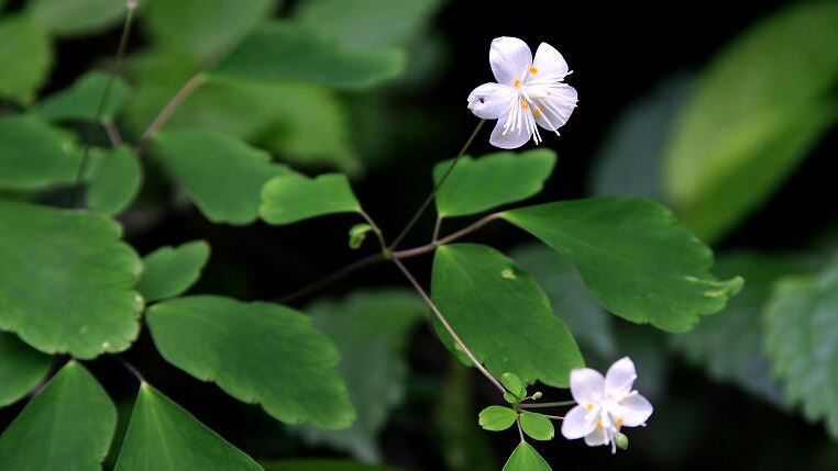 第四次全國中藥資源普查發現至少196個新物種