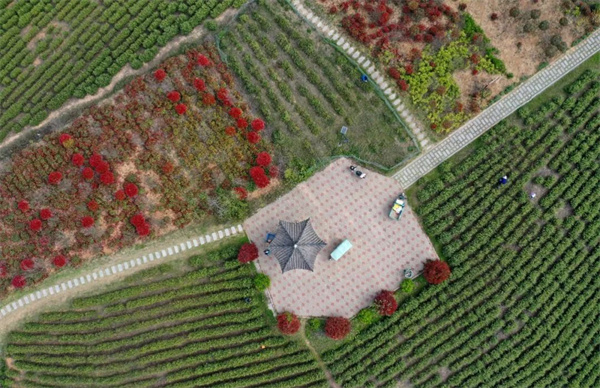 安徽巢湖：春茶搶「鮮」開採