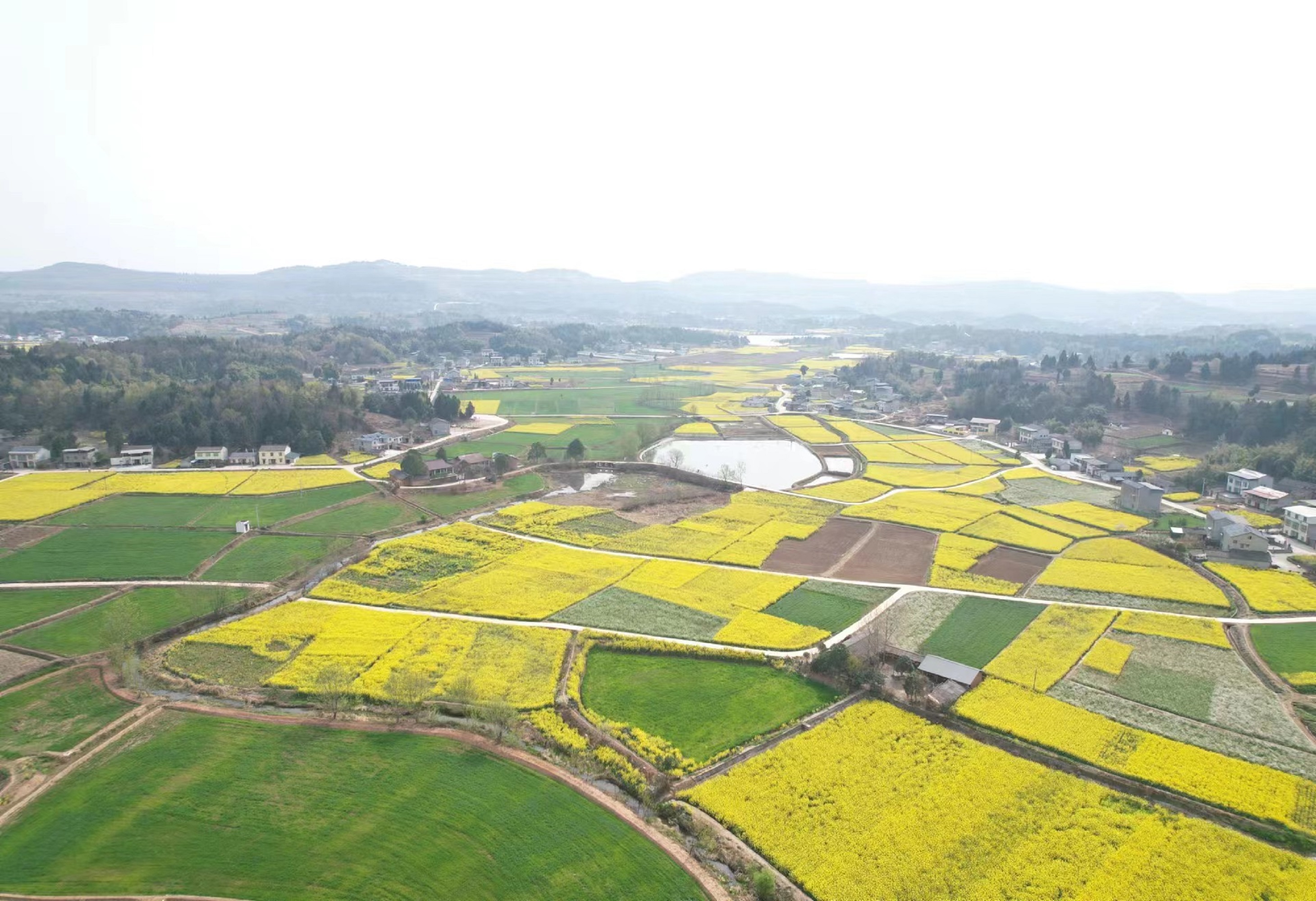 綿陽遊仙建設高標準農田 打造新時代高水平「天府糧倉」
