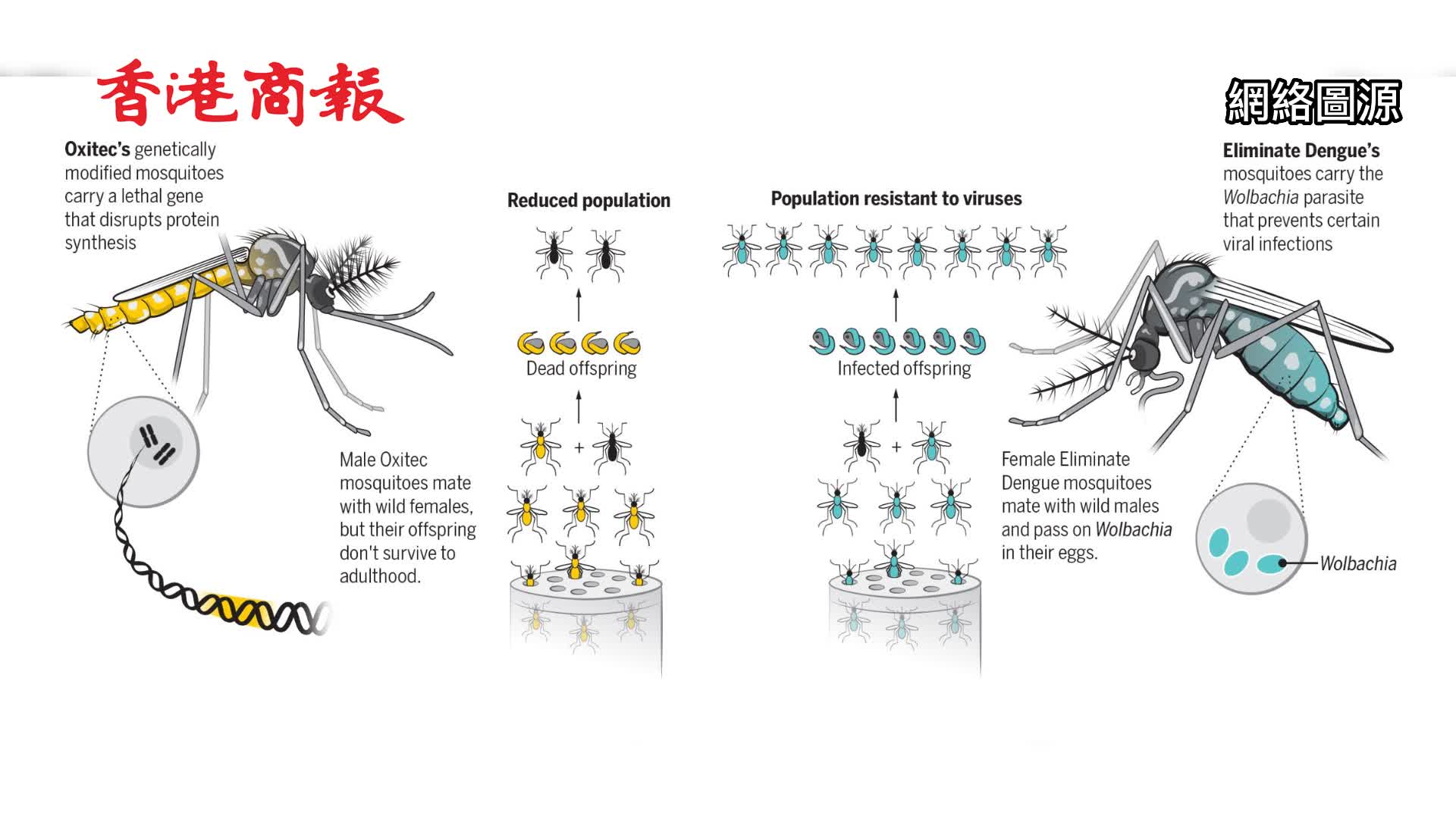 有片｜巴西擬建全球最大轉基因蚊子工廠 年產50億隻蚊子阻止登革熱