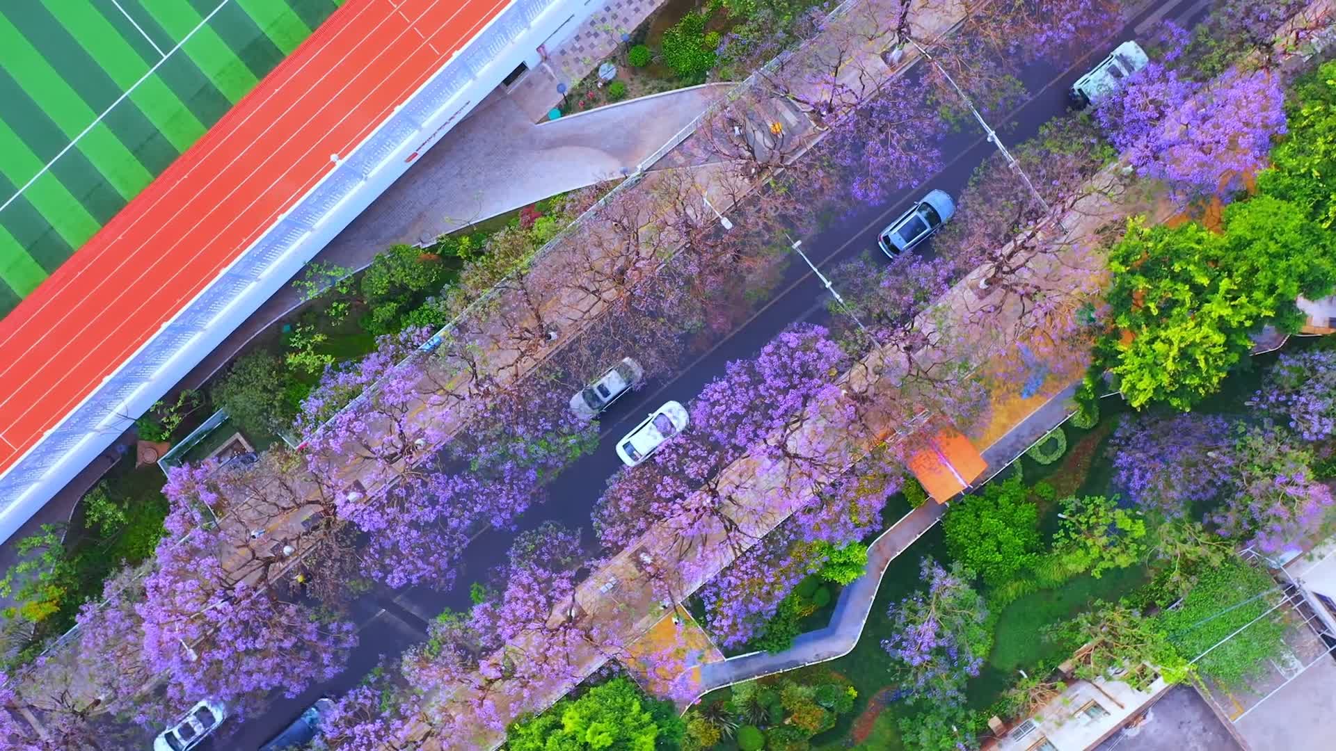 有片｜昆明藍花楹綻放 藍紫色浪漫來襲