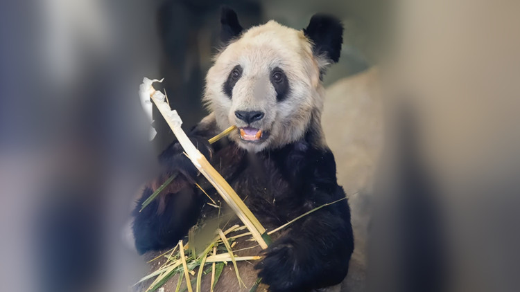 快訊！旅美大熊貓「丫丫」到家了！