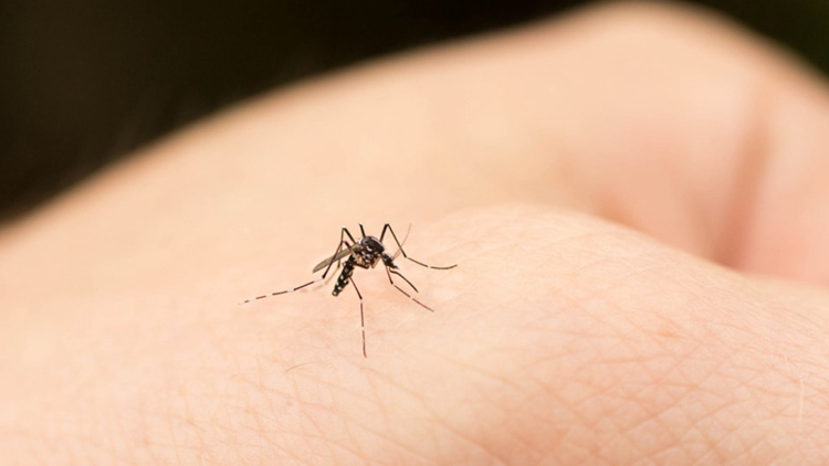 過去一星期本港錄得1宗登革熱個案 病人潛伏期內曾到印尼
