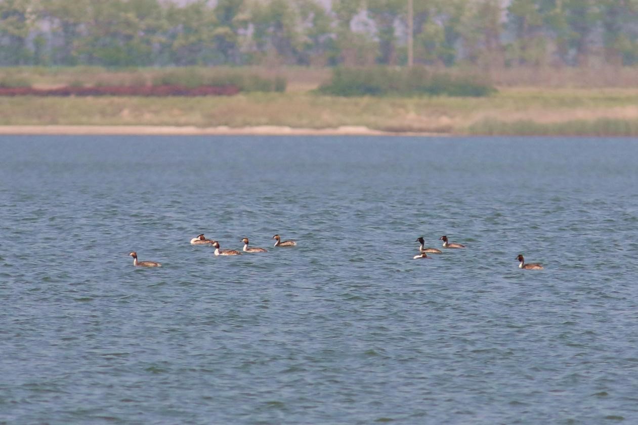 江蘇如東東湖良好生態吸引候鳥棲息