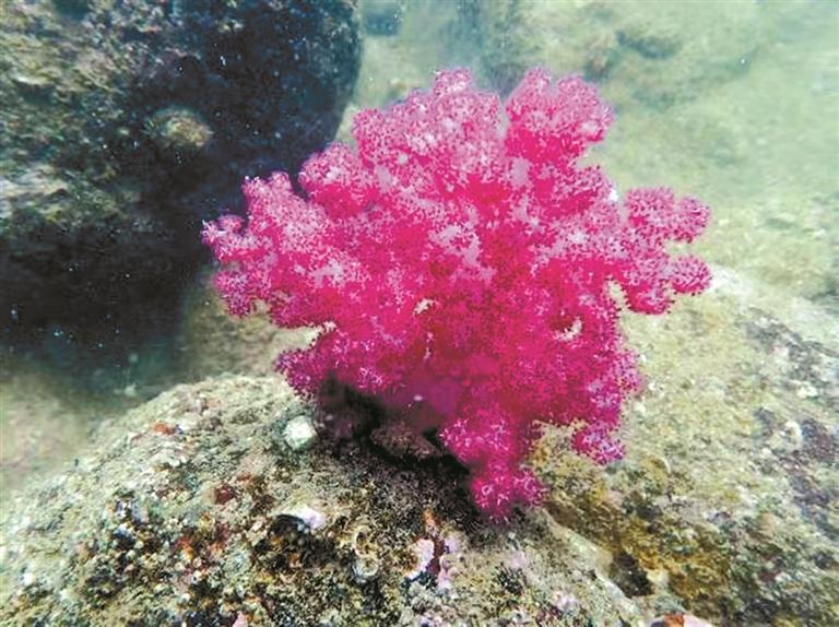 大鵬生物多樣性調查取得新進展！深圳新增5個新記錄物種