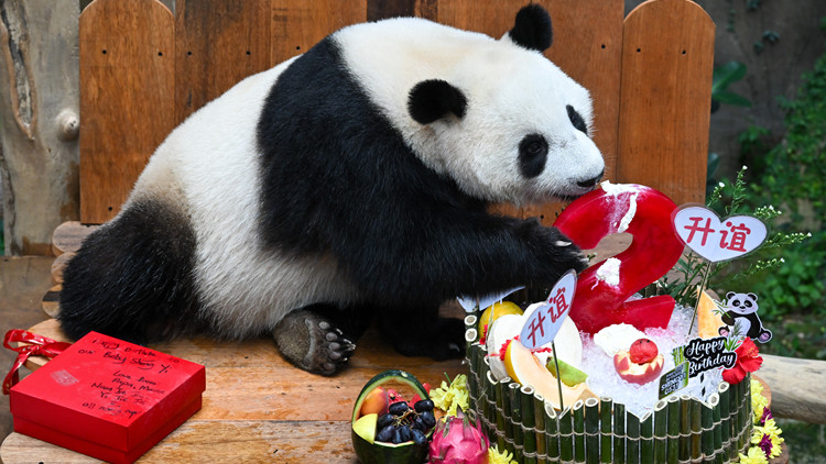 「了不起的大使」：「熊貓外交」一甲子