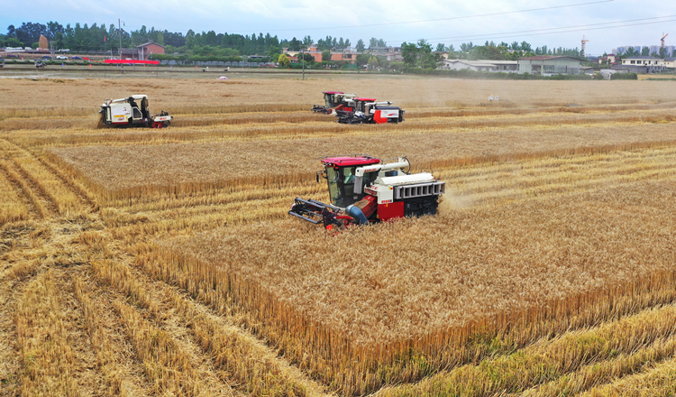 聯合國糧農組織食品價格指數5月回落