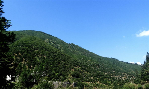 皖黟縣：推進產業融合  實現林下生「金」