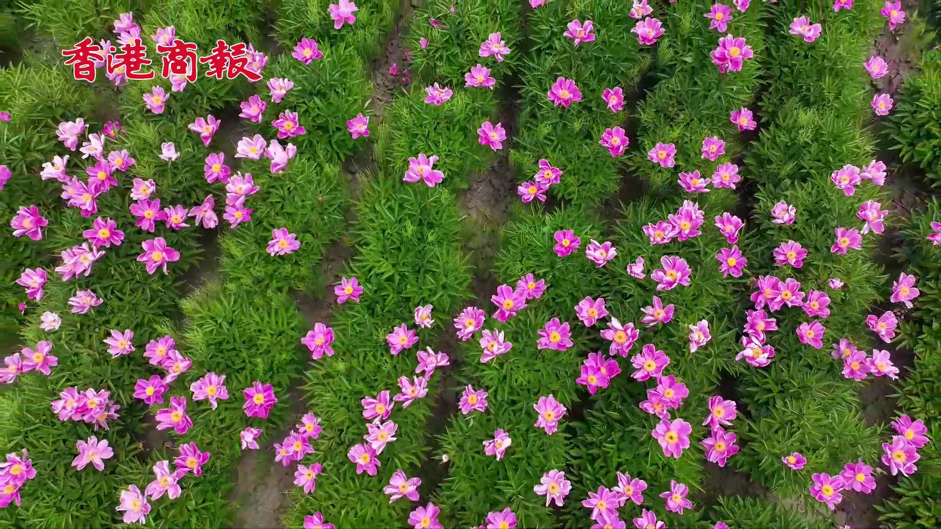  有片|黑龍江寶清：叫響寒地龍藥示範縣 鄉村振興別樣紅