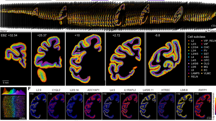 剛剛！華大等機構在Cell發布迄今最完整靈長類腦細胞圖譜