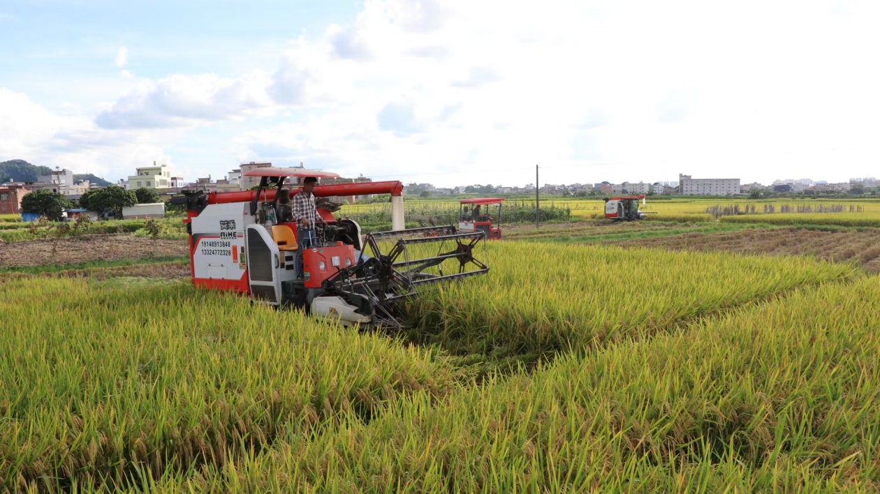 廣西紮實抓好「雙搶」工作 糧食生產實現時間任務「雙過半」
