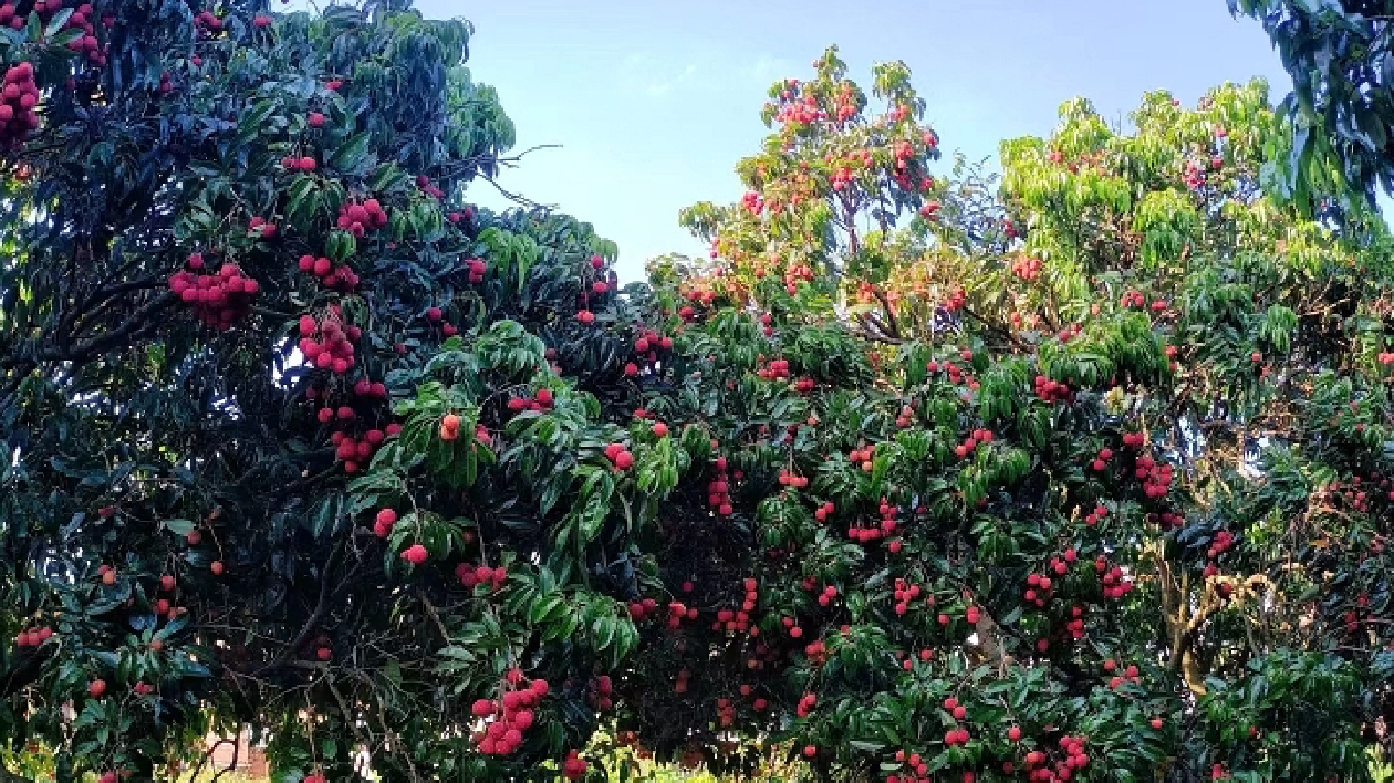 粵北首個荔枝果園豐收 畝產千斤晚荔