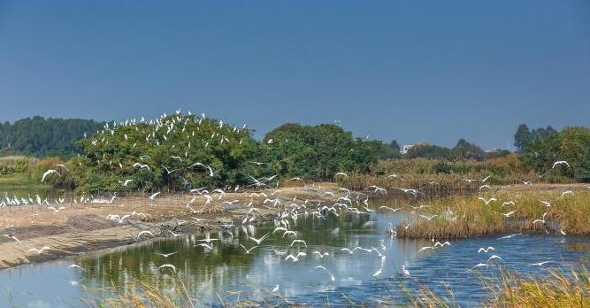 廣東發布總林長令：用「長牙齒」硬措施保護綠美廣東生態建設成果