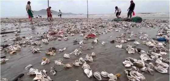 密密麻麻！深圳海灘出現大片生蠔！