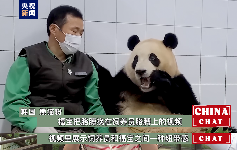 全球「街」力丨熊貓福寶成為亞太地區的「超級偶像」