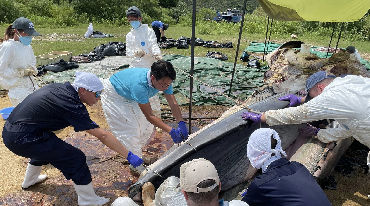 漁護署：西貢鯨屍已完成解剖 部分鯨屍將就地掩埋作日後研究
