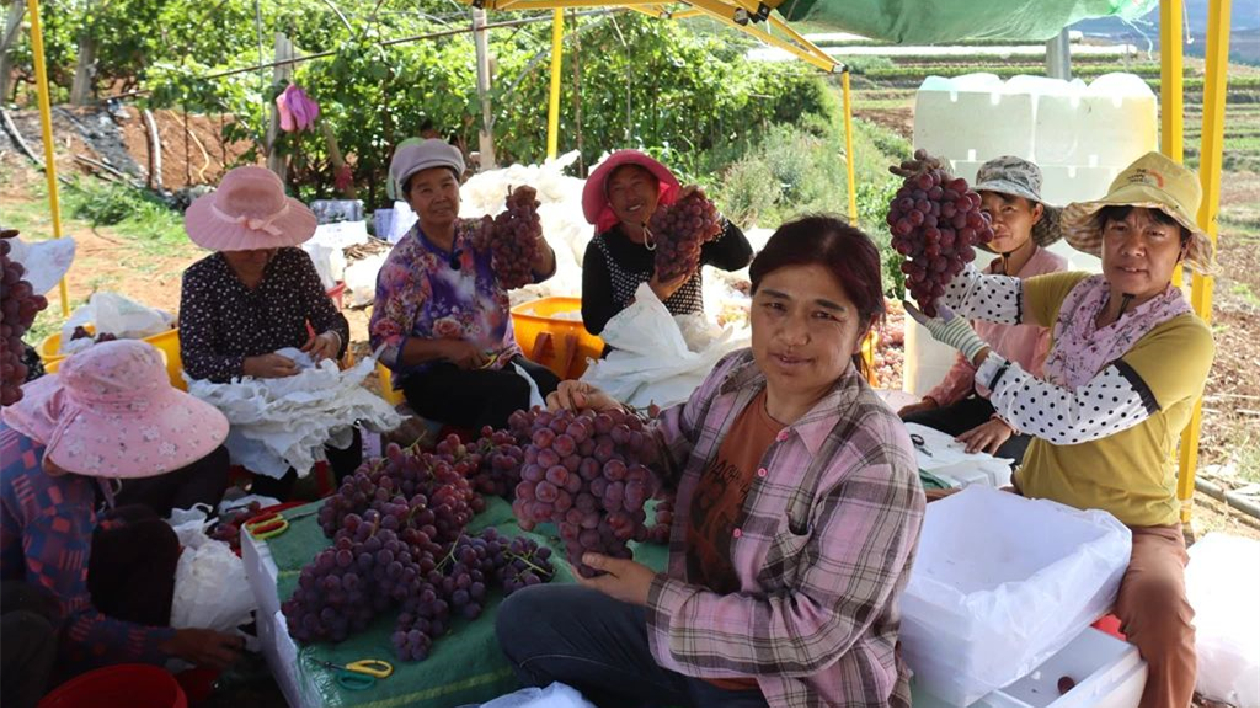 雲南鶴慶：財豐景美產業興  各族群眾日子甜