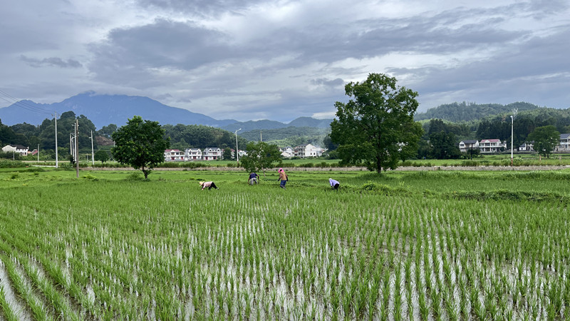 皖祁門：人工除草 種好生態糧