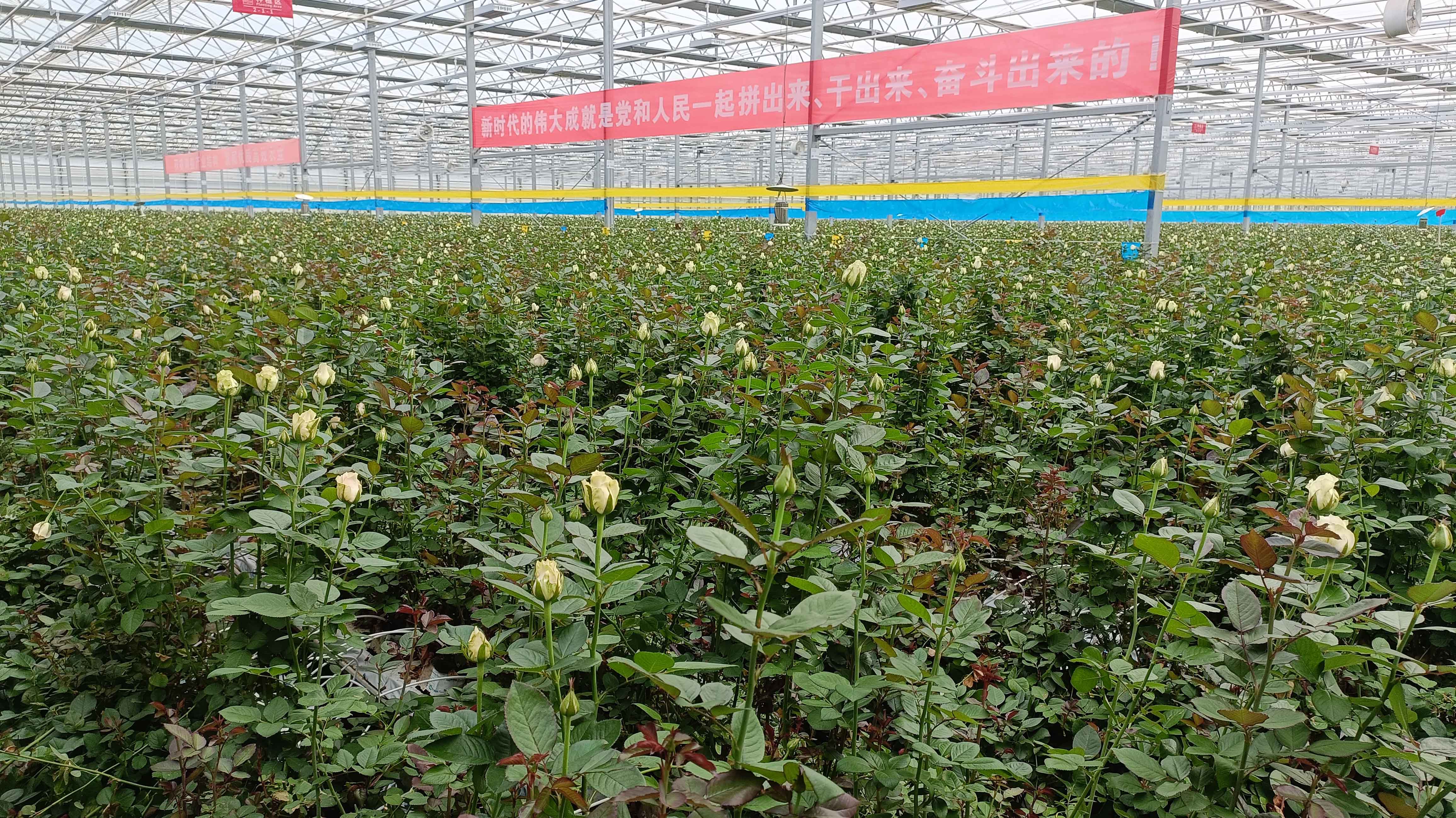 高質量發展甘肅篇丨日產20萬枝鮮切玫瑰 臨夏「花兒」24小時可抵灣區