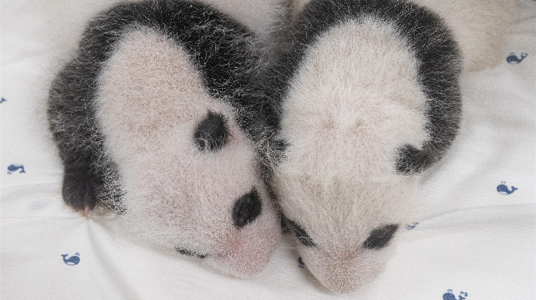 旅韓大熊貓「愛寶」雙胞胎徵名活動反響熱烈 已收3萬投稿