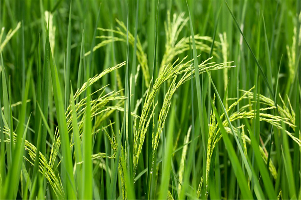 擦亮現代農業名片 解碼增城絲苗種業傳承創新之路