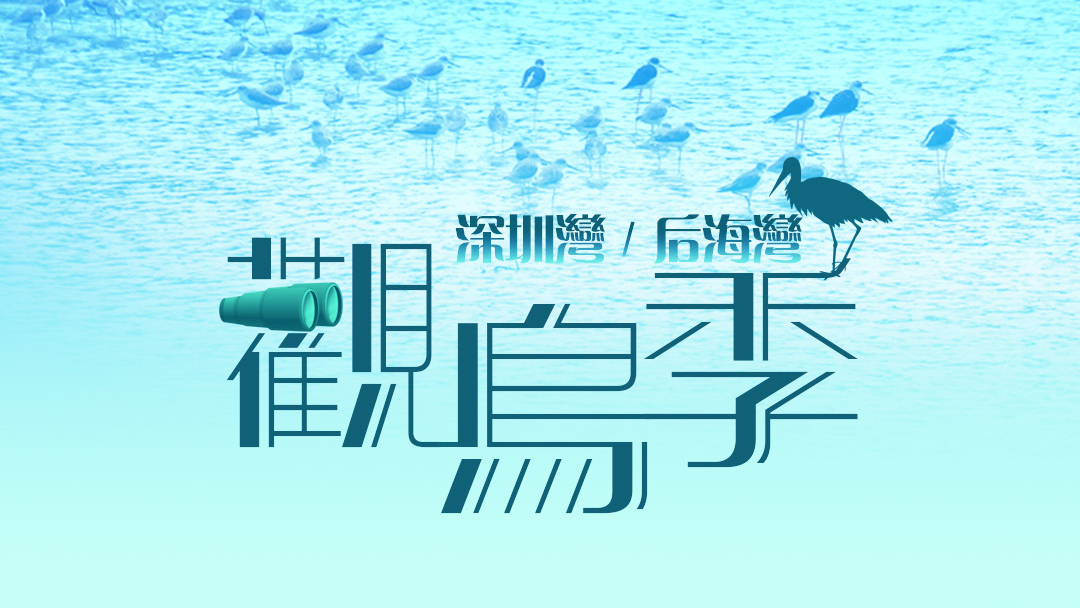 72小時全景直播｜深圳灣/后海灣最美觀鳥季