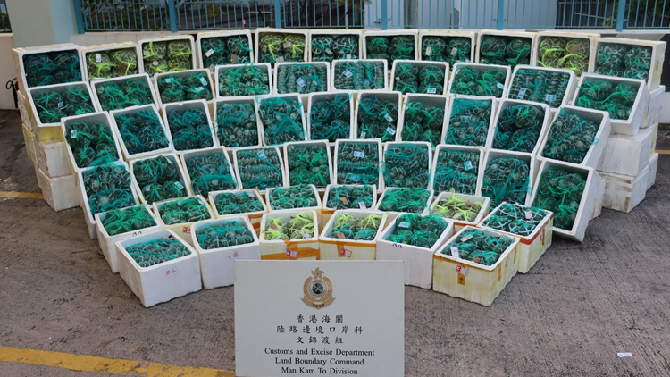 海關及食環署於文錦渡檢獲3.4噸走私大閘蟹 拘一貨車司機
