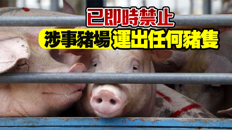 元朗流浮山一豬場16頭豬感染非洲豬瘟 護護署將銷毀豬隻