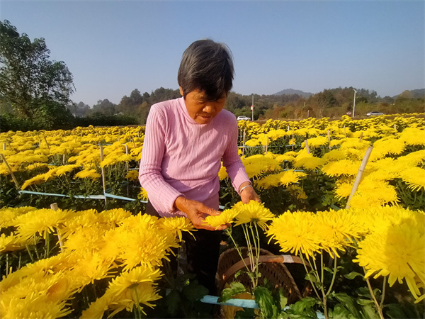 畝均收入萬元 皖休寧縣3.5萬畝菊花喜獲豐收