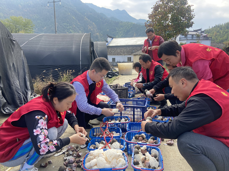 皖黟縣美溪鄉：「三色」添彩振興畫卷