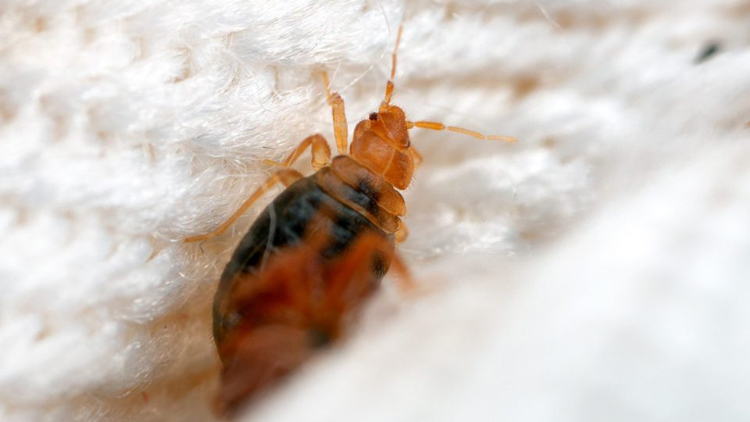 崔定邦：本港酒店房務清潔水準高 毋須太擔心會出現床蝨