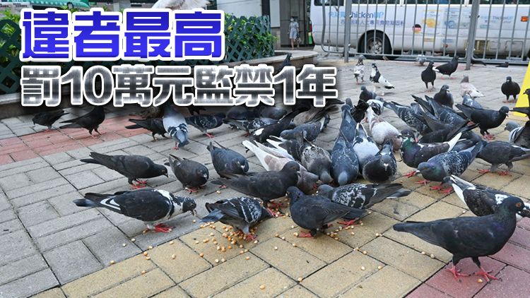禁餵野鴿修例料明年8月生效 最高罰款10萬及監禁一年