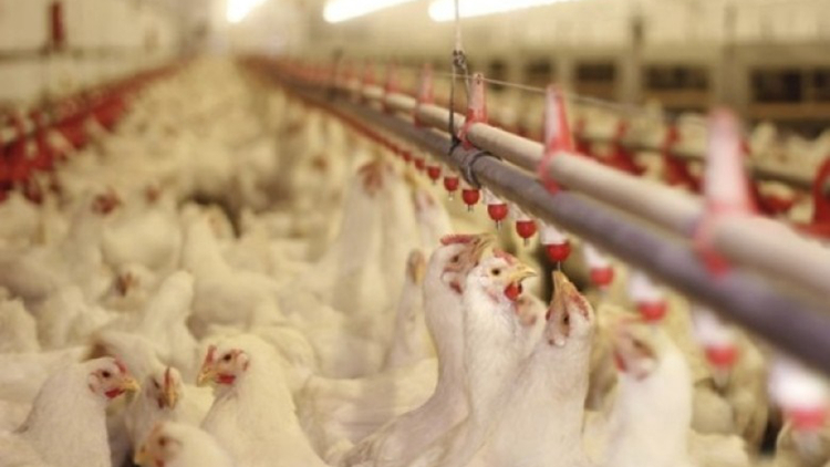 本港暫停進口美國南達科他州Day縣禽肉及禽類產品