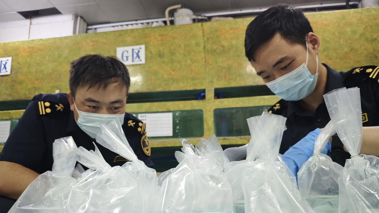 廣州海關在空港口岸貨運渠道查獲1174條外來物種魚類
