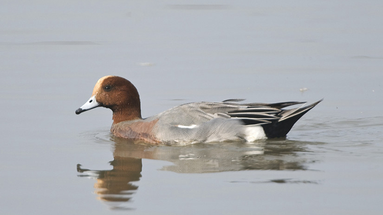 天水圍香港濕地公園撿獲的赤頸鴨屍體感染H5N1禽流感