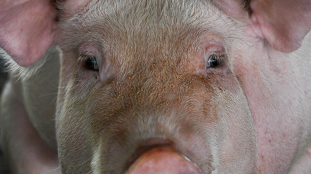 元朗再有豬場驗出非洲豬瘟病毒 將銷毀1700多隻豬