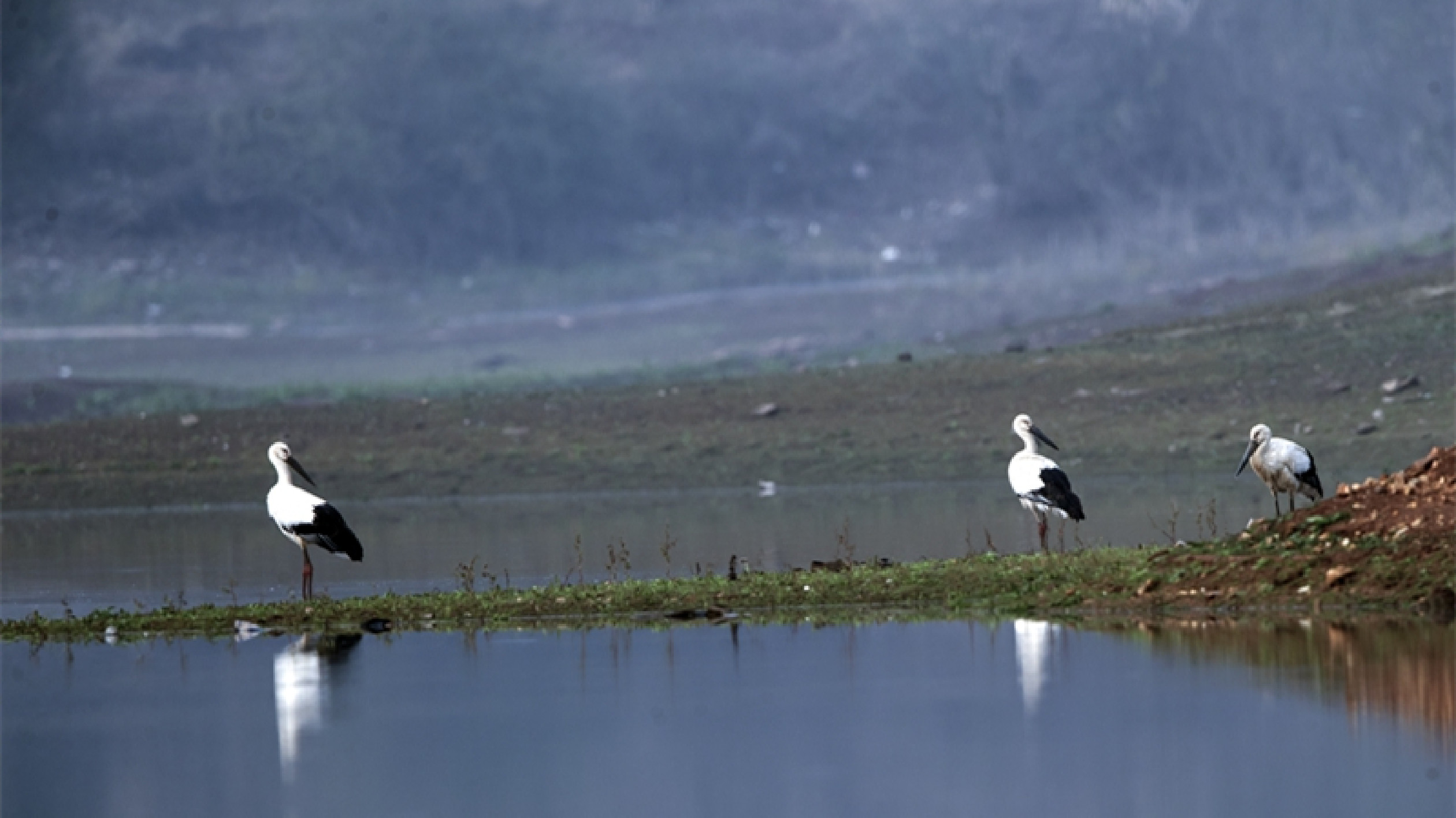「鳥中國寶」東方白鸛和黑鸛現身湖南桂陽縣