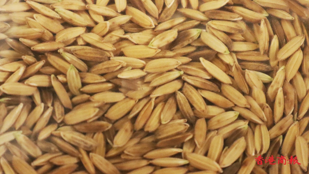 本地農業團隊成功復育多款香港傳統稻米