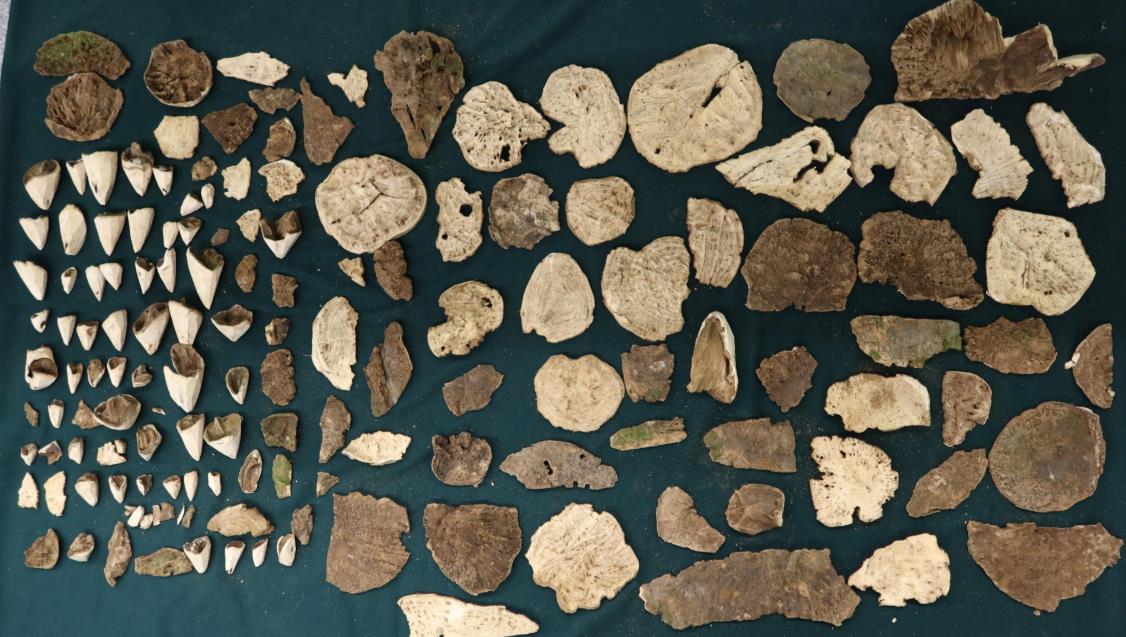 旅客走私值135萬土沉香木片被判囚2年半