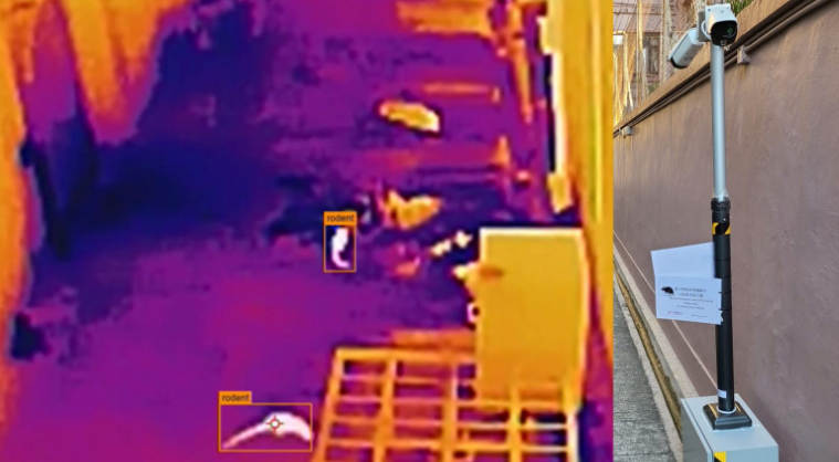 食環署：AI偵測老鼠活動成本高但成效佳 1月3區率先試行