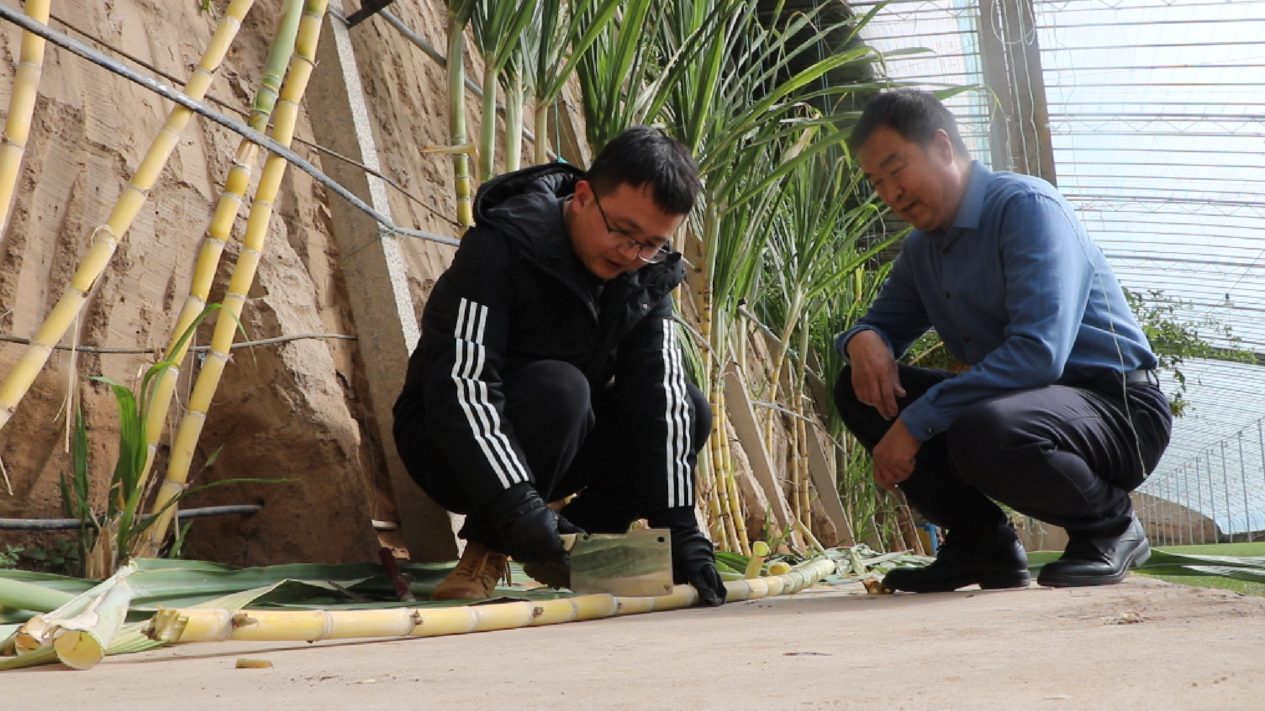 甘肅張掖：水果甘蔗試種成功 南果北種添「新成員」