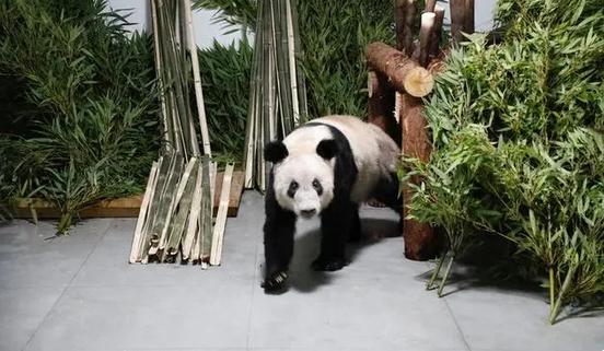 中國將開展新一輪大熊貓保護合作研究
