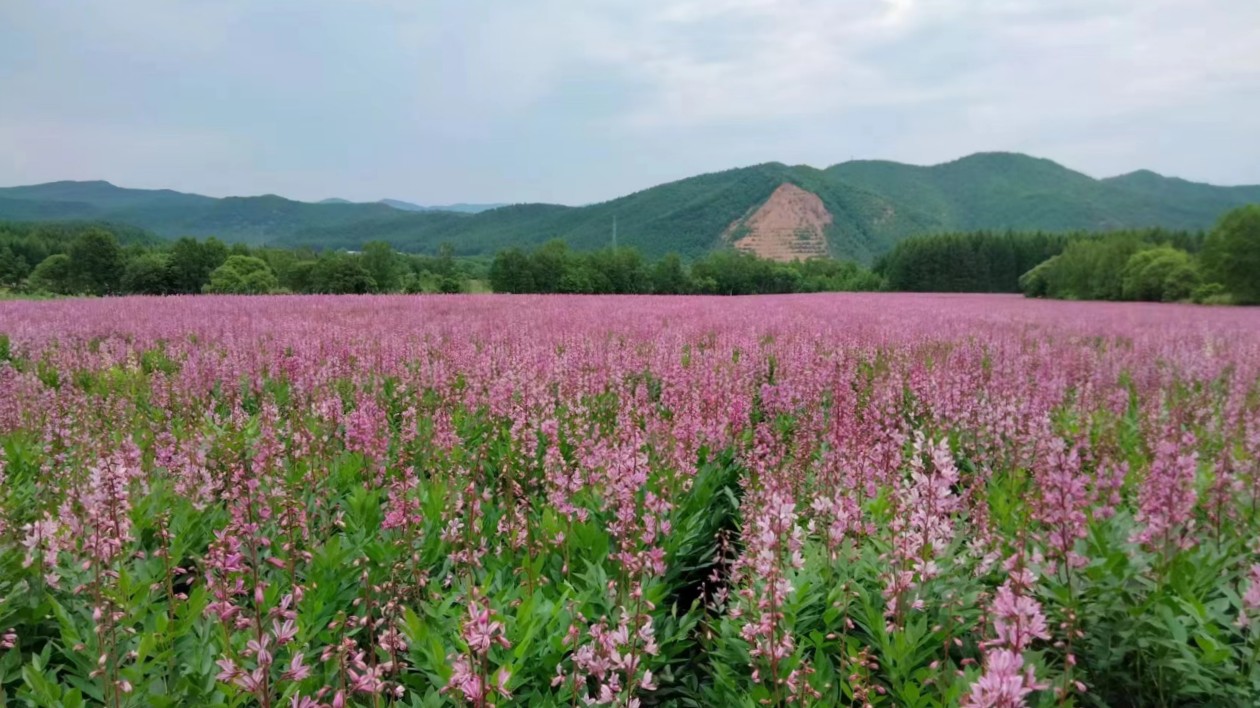 【對接大灣區·寒地龍藥耀九州】系列報道之八十