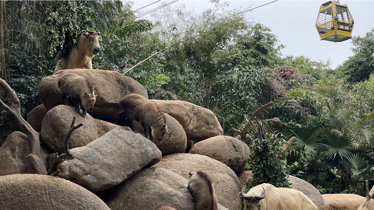 繁育再創佳績 長隆新生金毛羚牛寶寶展出