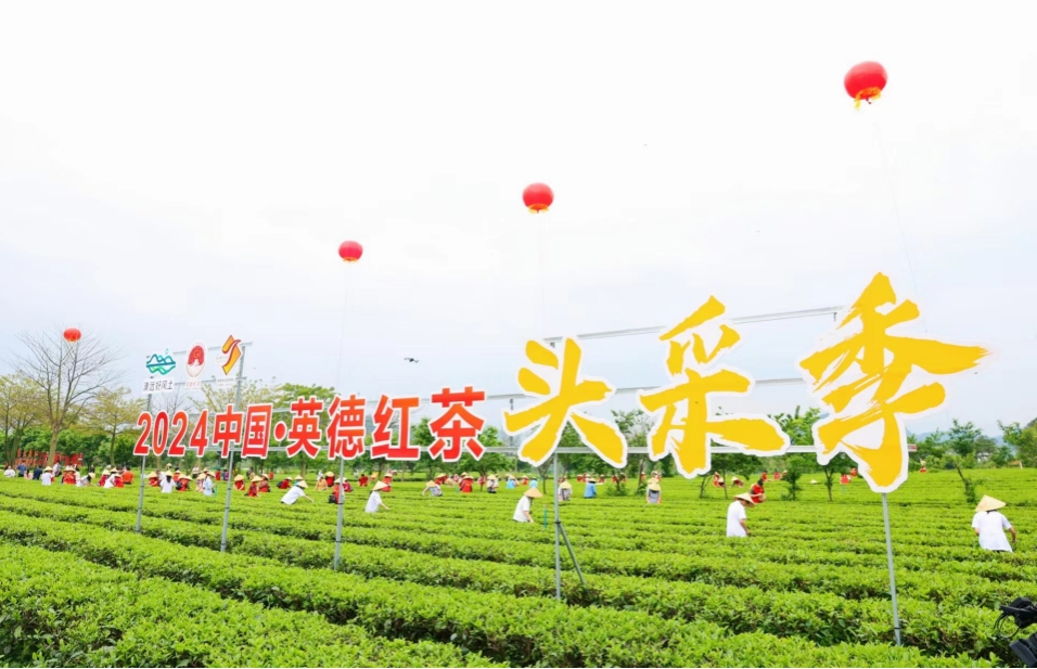 第六屆中國•英德紅茶頭採季活動開幕