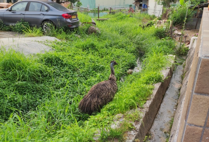 原創 | 流浮山發現走失鴕鳥 漁護與愛協到場處理