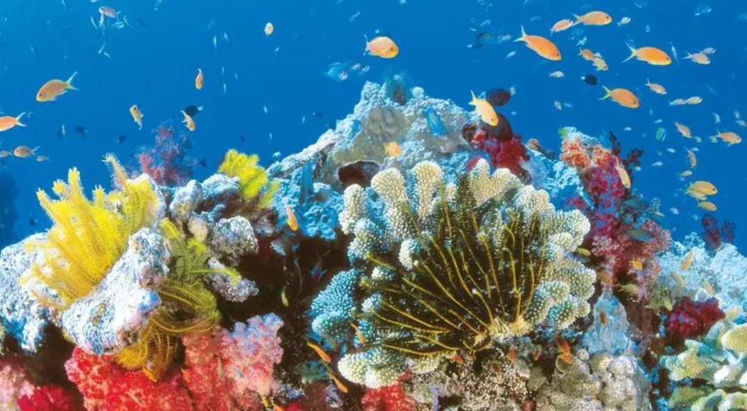 澳大利亞大堡礁遭遇有記錄以來最嚴重白化 