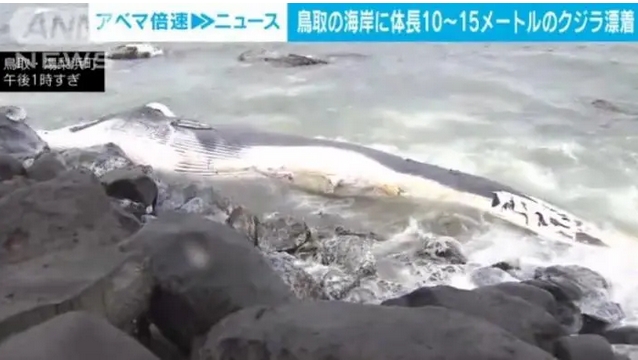 日本海岸漂浮大型鯨魚屍體 長度達10至15米